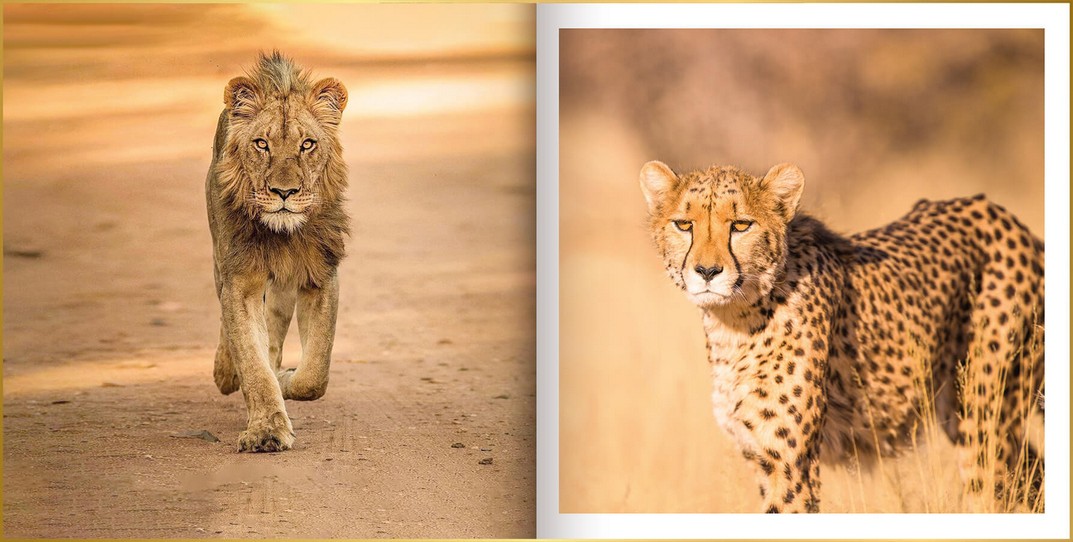 Fotoboek opgemaakt in ontwerpstijl Basic met foto's van cheeta, leeuw, zebra's, giraffen, en olifant.