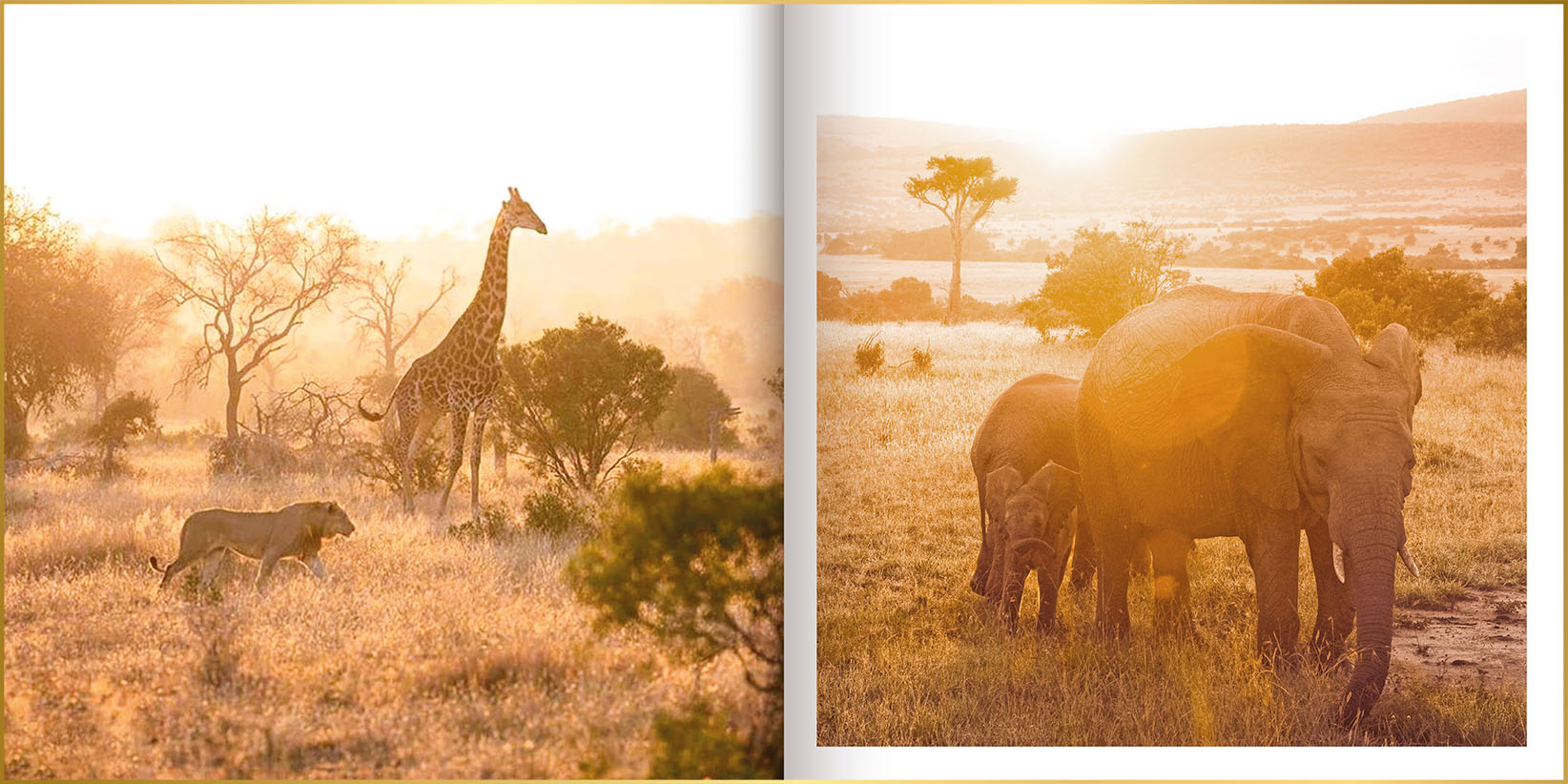 Fotoboek met foto's van moeder en baby olifant, giraf en een leeuw op de savanne