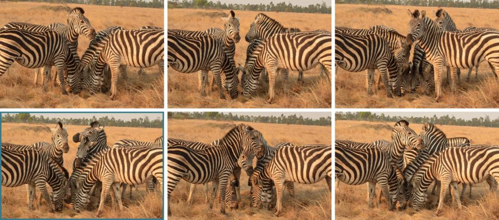 6 verschillende foto's van zebra's die kort na elkaar gemaakt zijn en er allemaal net een beetje anders uitzien.