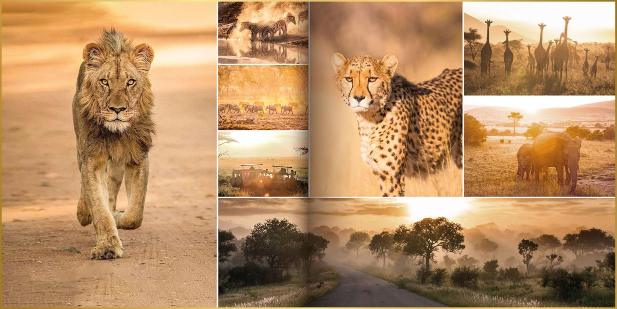Fotoboek in ontwerpstijl modern met foto's van leeuw, cheea, olifanten, giraffen, zebra's, gnoes en safarivoertuig met zonsopkomst in Zuid-Afrika