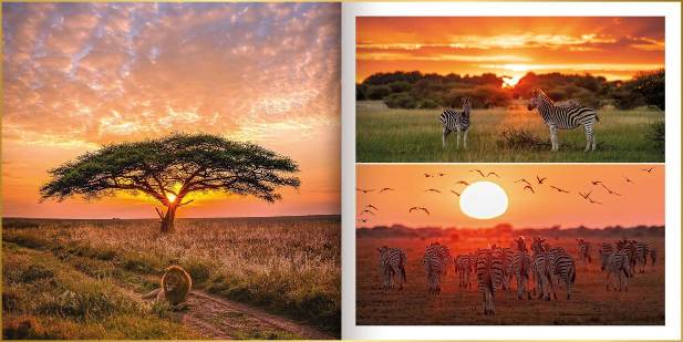 Fotoboek in ontwerpstijl basic met foto's van zebra's en leeuw bij zonsondergang in Botswana